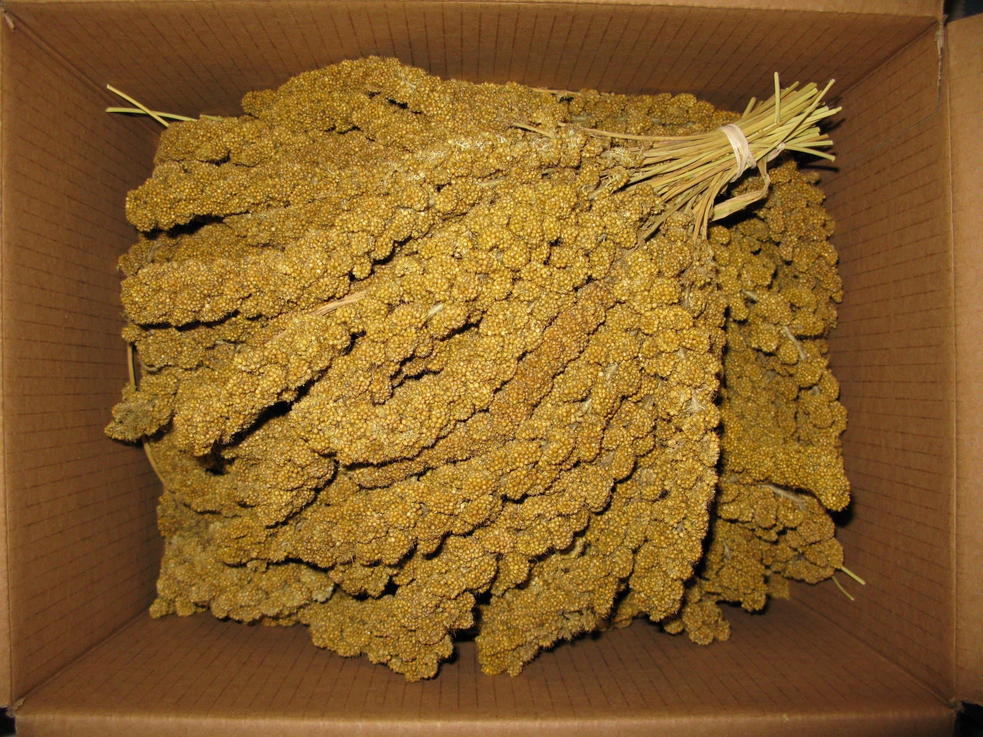 Penn Seed Spray Millet, 5 lb Box